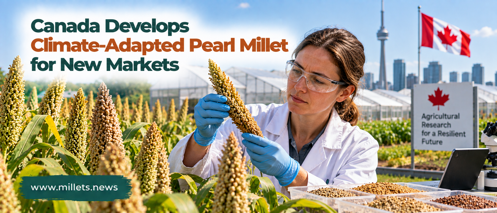 Canada Develops Climate-Adapted Pearl Millet for New Markets