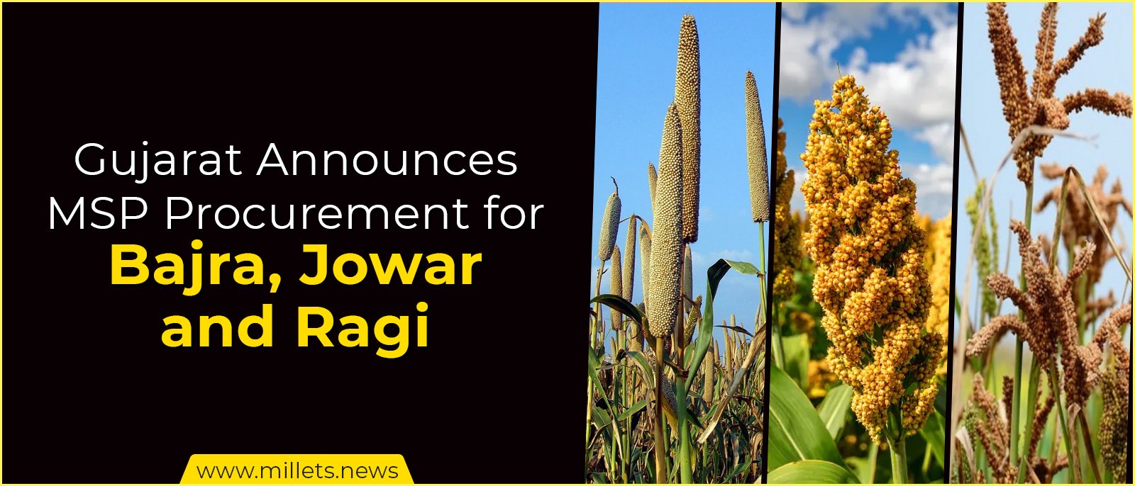 Gujarat Announces MSP Procurement for Bajra, Jowar and Ragi
