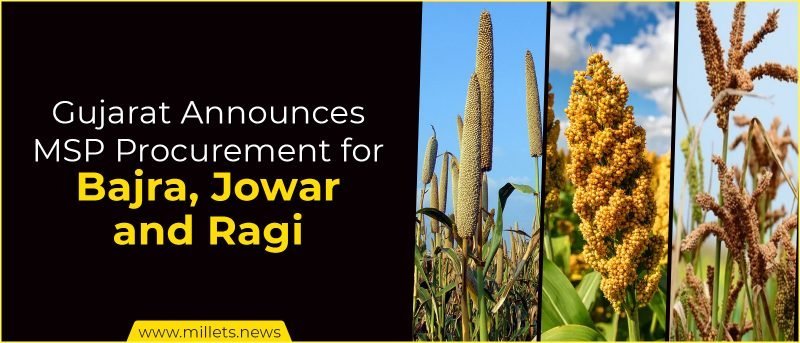 Gujarat Announces MSP Procurement for Bajra, Jowar and Ragi