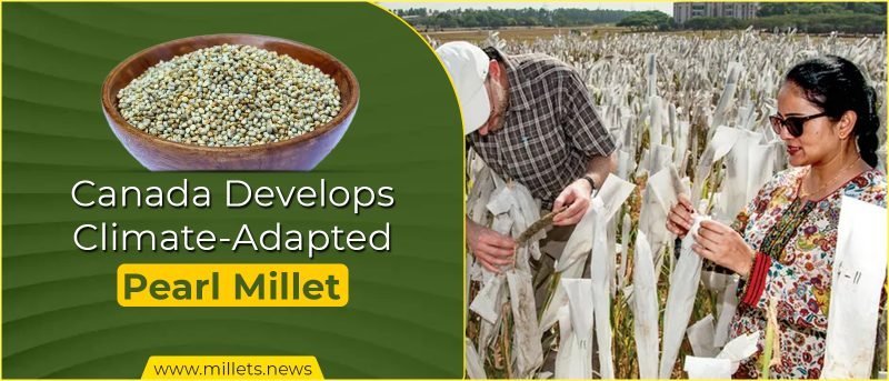 Canada Develops Climate-Adapted Pearl Millet for New Markets