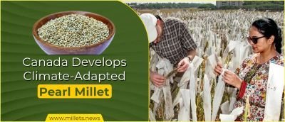 Canada Develops Climate-Adapted Pearl Millet for New Markets