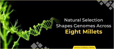 Natural Selection Shapes Chloroplast Genomes Across Eight Millets