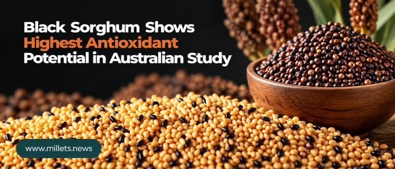 Black Sorghum Shows Highest Antioxidant Potential in Australian Study
