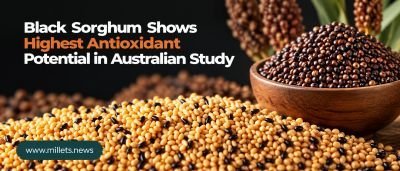 Black Sorghum Shows Highest Antioxidant Potential in Australian Study