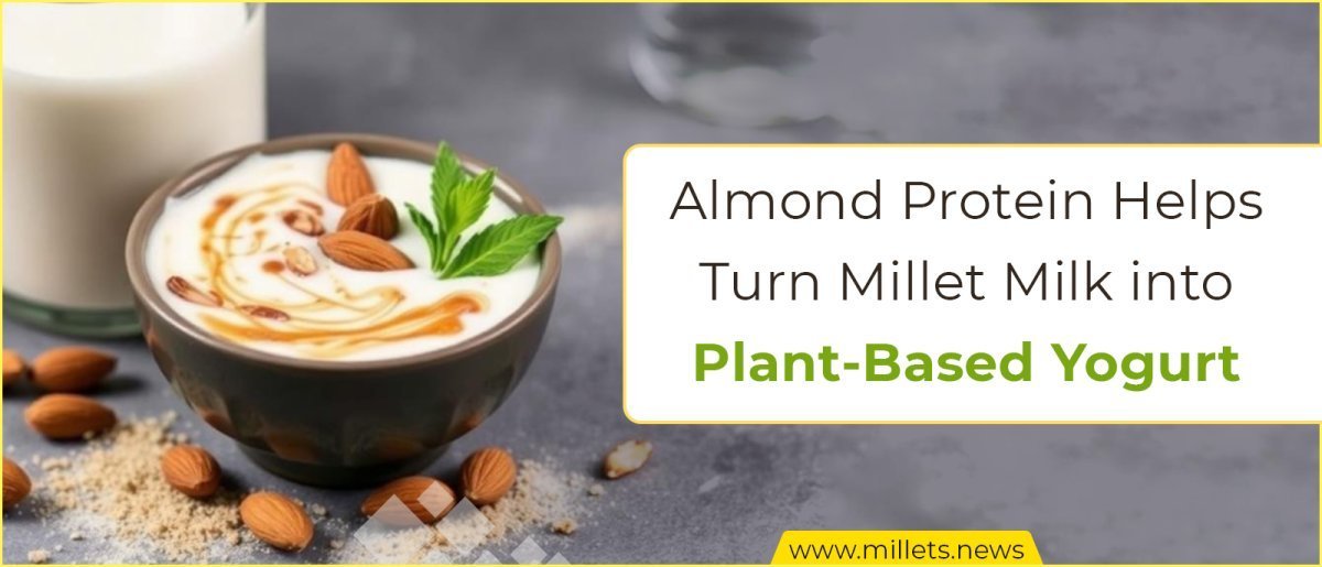 Almond Protein Helps Turn Millet Milk into Plant-Based Yogurt