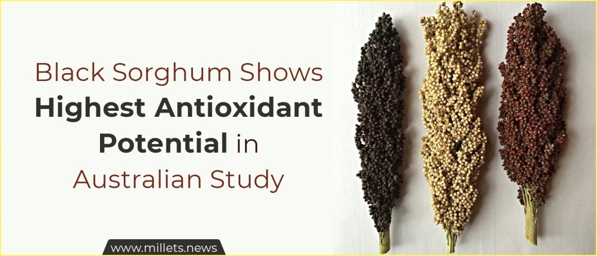 Black Sorghum Shows Highest Antioxidant Potential in Australian Study