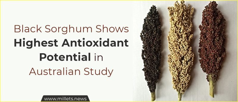 Black Sorghum Shows Highest Antioxidant Potential in Australian Study