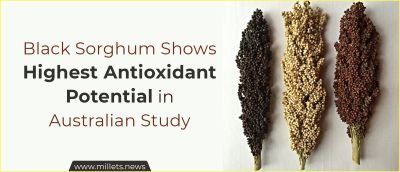 Black Sorghum Shows Highest Antioxidant Potential in Australian Study