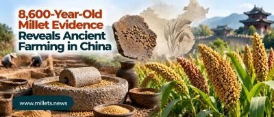 8,600-Year-Old Millet Evidence Reveals Ancient Farming in China