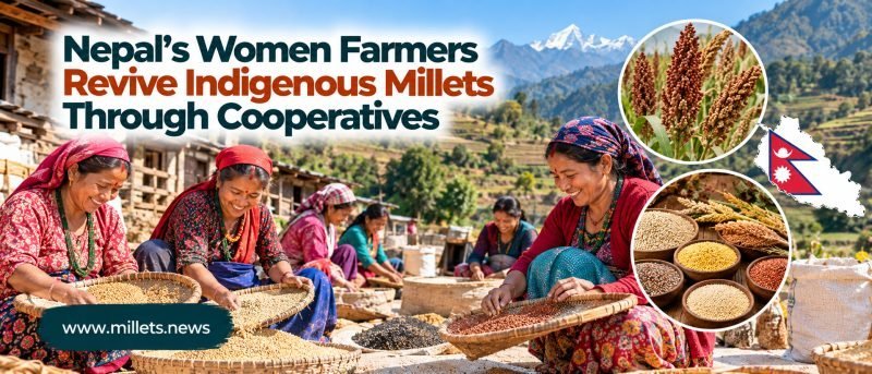 Nepal's Women Farmers Revive Indigenous Millets Through Cooperatives