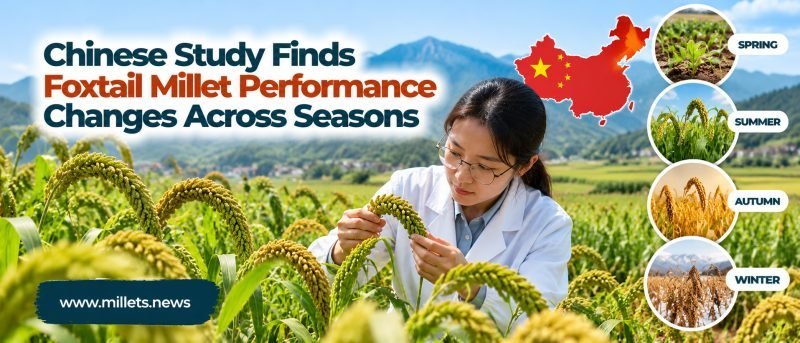 Chinese Study Finds Foxtail Millet Performance Changes Across Seasons