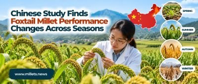 Chinese Study Finds Foxtail Millet Performance Changes Across Seasons