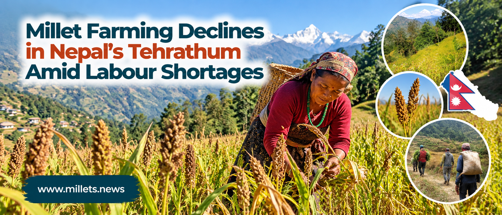 Millet Farming Declines in Nepal's Tehrathum Amid Labour Shortages