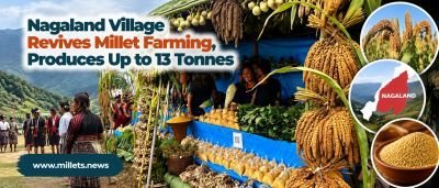 Nagaland Village Revives Millet Farming, Produces Up to 13 Tonnes
