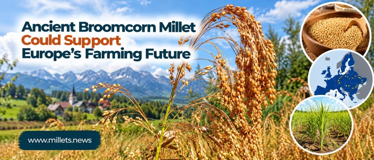 Ancient Broomcorn Millet Could Support Europe's Farming Future